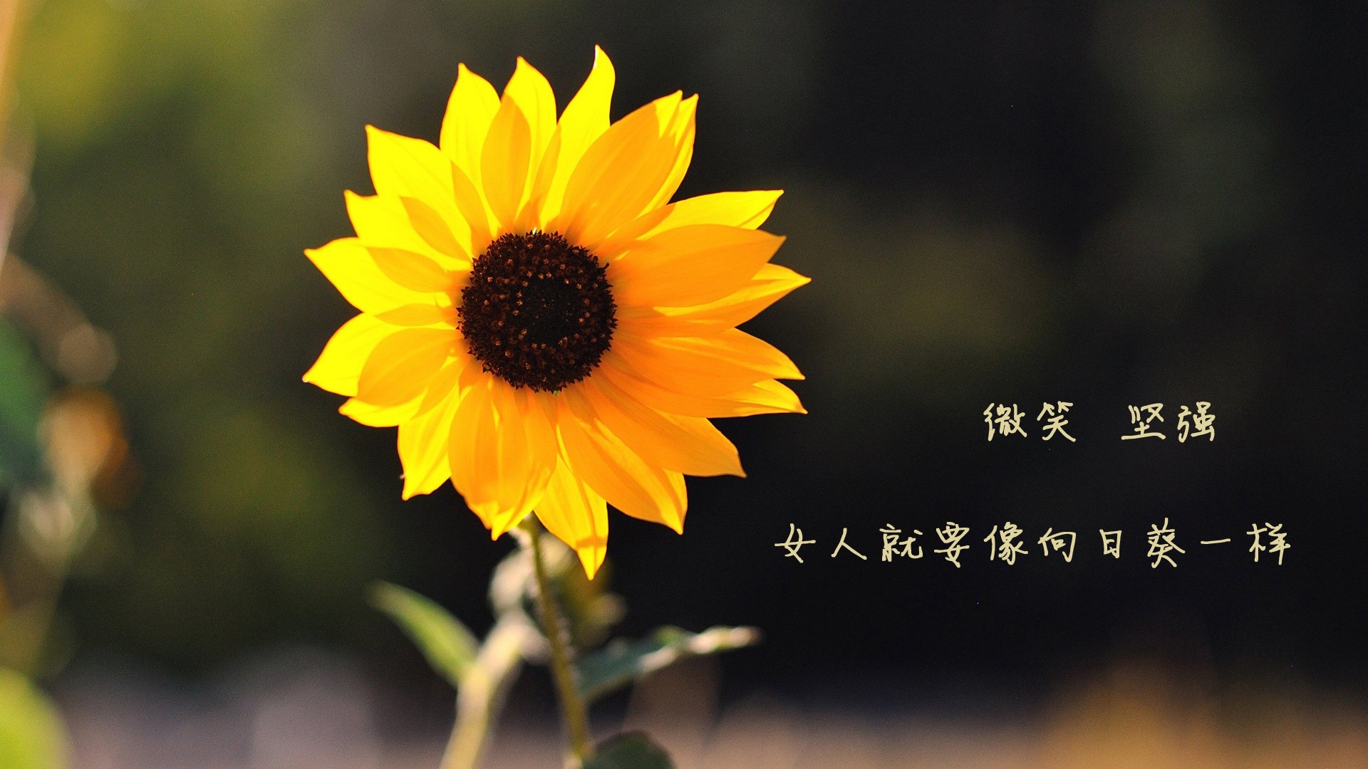 欧国联赛战术紧凑，球员全力以赴，欧国联赛事推荐