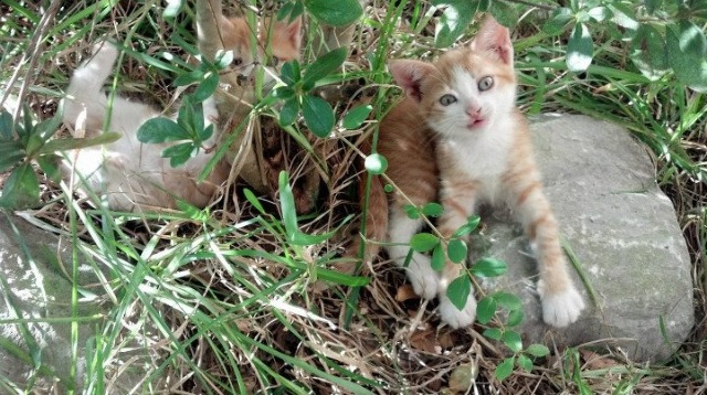 阿斯顿维拉客场2-0战胜莱斯特城，豪取两连胜，阿斯顿维拉vs莱斯特城
