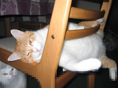 世界BMX极限运动锦标赛中国获团体奖，世界极限运动会冠军