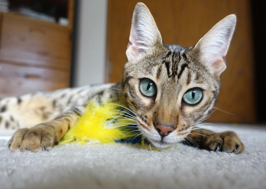 体育赛事运营团队协作与管理效率提升，体育赛事运营工作总结