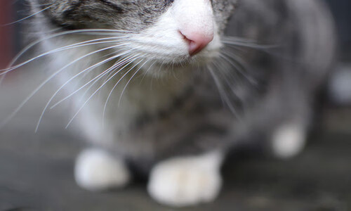 法甲营养恢复系统提升球员赛季稳定性调查