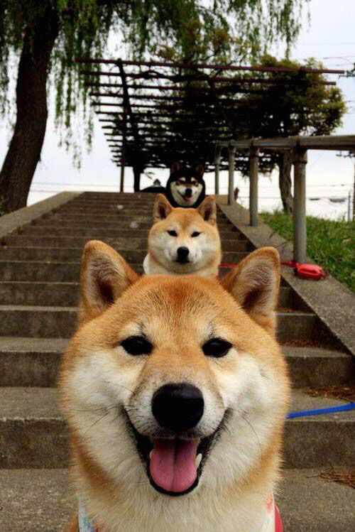 法甲防守战术调整对比赛节奏及犯规率影响的实证,法甲新规