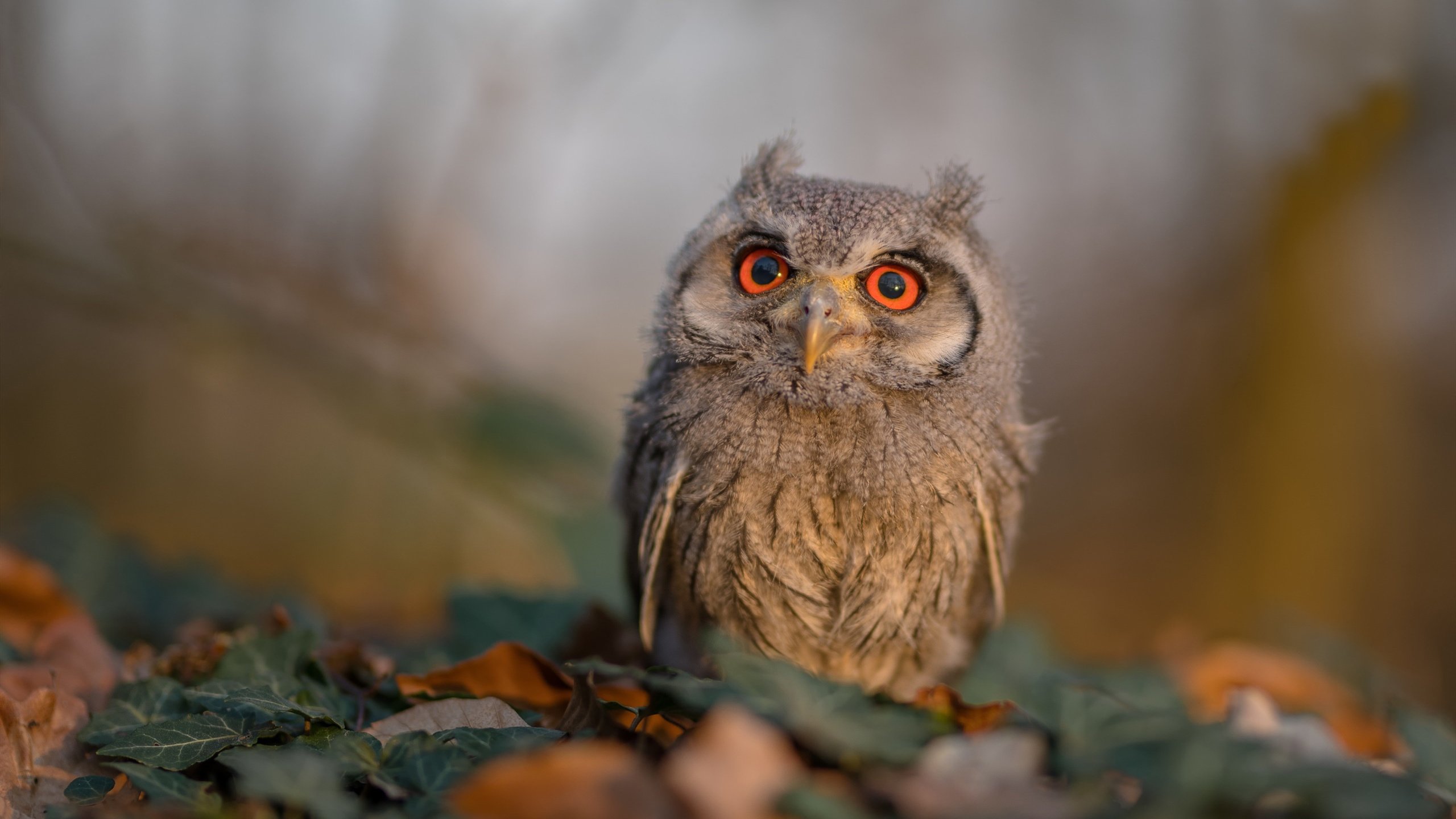 英超裁判语义模型提升跨语言判罚一致性,英超裁判口哨