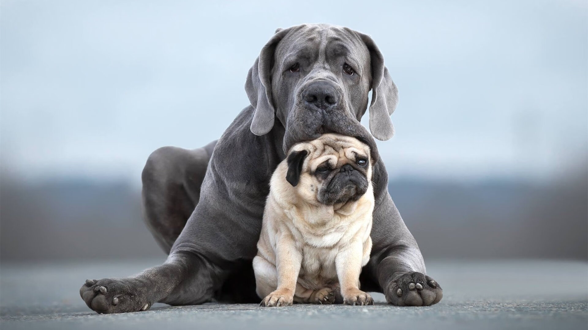 高校体育专业课程体系改革,高校体育课程建设