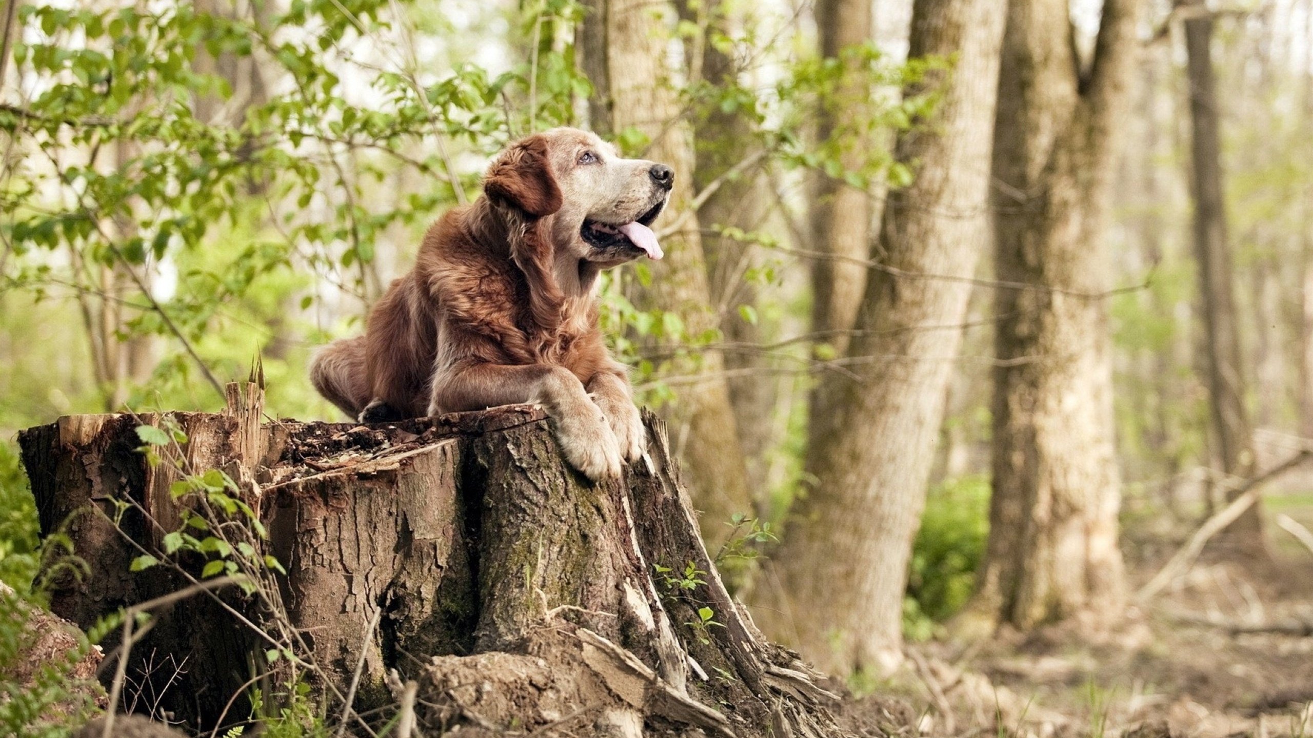 世界俱乐部杯在线观看-LOL职业联赛观赛人群逐渐年轻化趋势明显，英雄联盟职业联赛现场