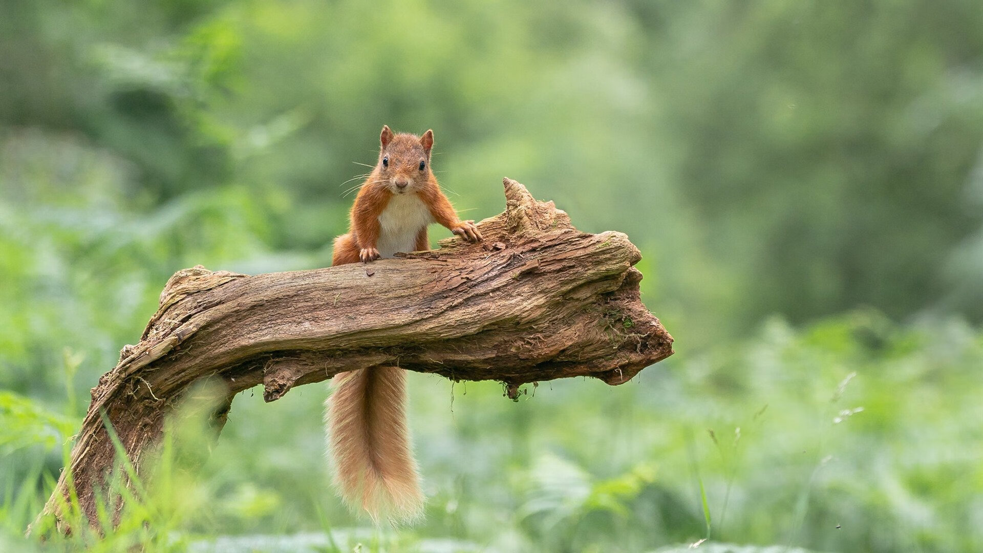 世俱杯足球赛事在线直播-国家队缺少持续技战术创新动力