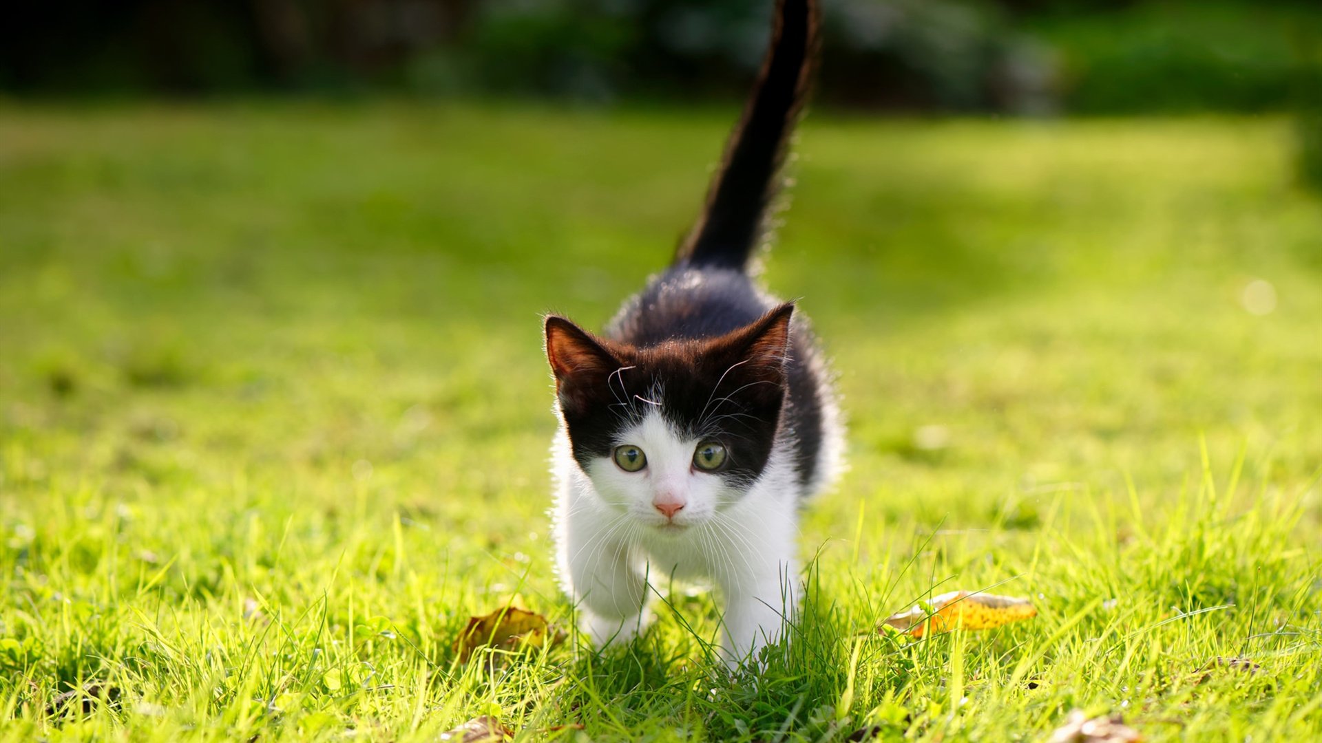 俱乐部世界杯-比赛尾声体能衰退期是否正成为五大联赛最大变量