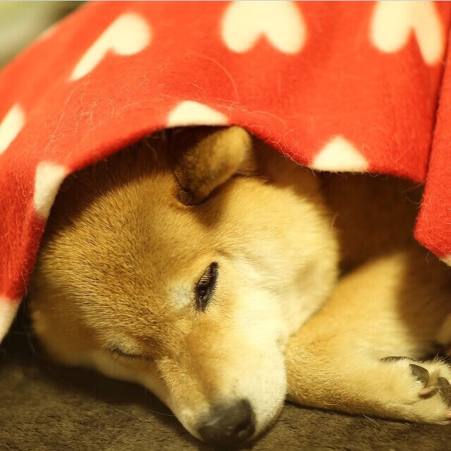 青少年马拉松训练营注重耐力与意志培养,青春马拉松