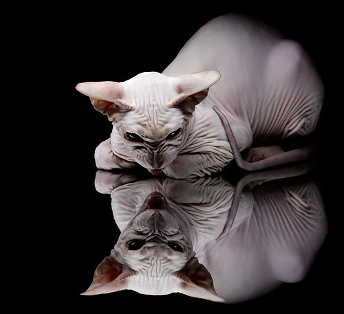 2025世俱杯赛程表-中国篮球俱乐部推动运营数字化转型提升管理效率，篮球俱乐部管理系统