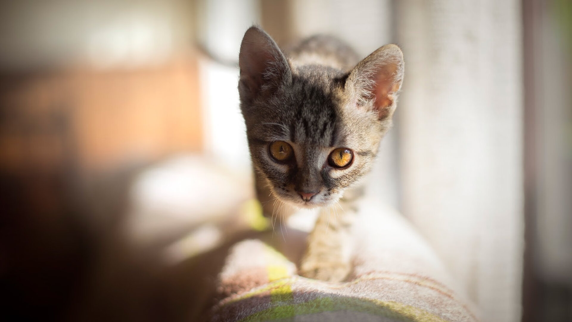 威尔士青训体系引领橄榄球未来发展,威尔士教练