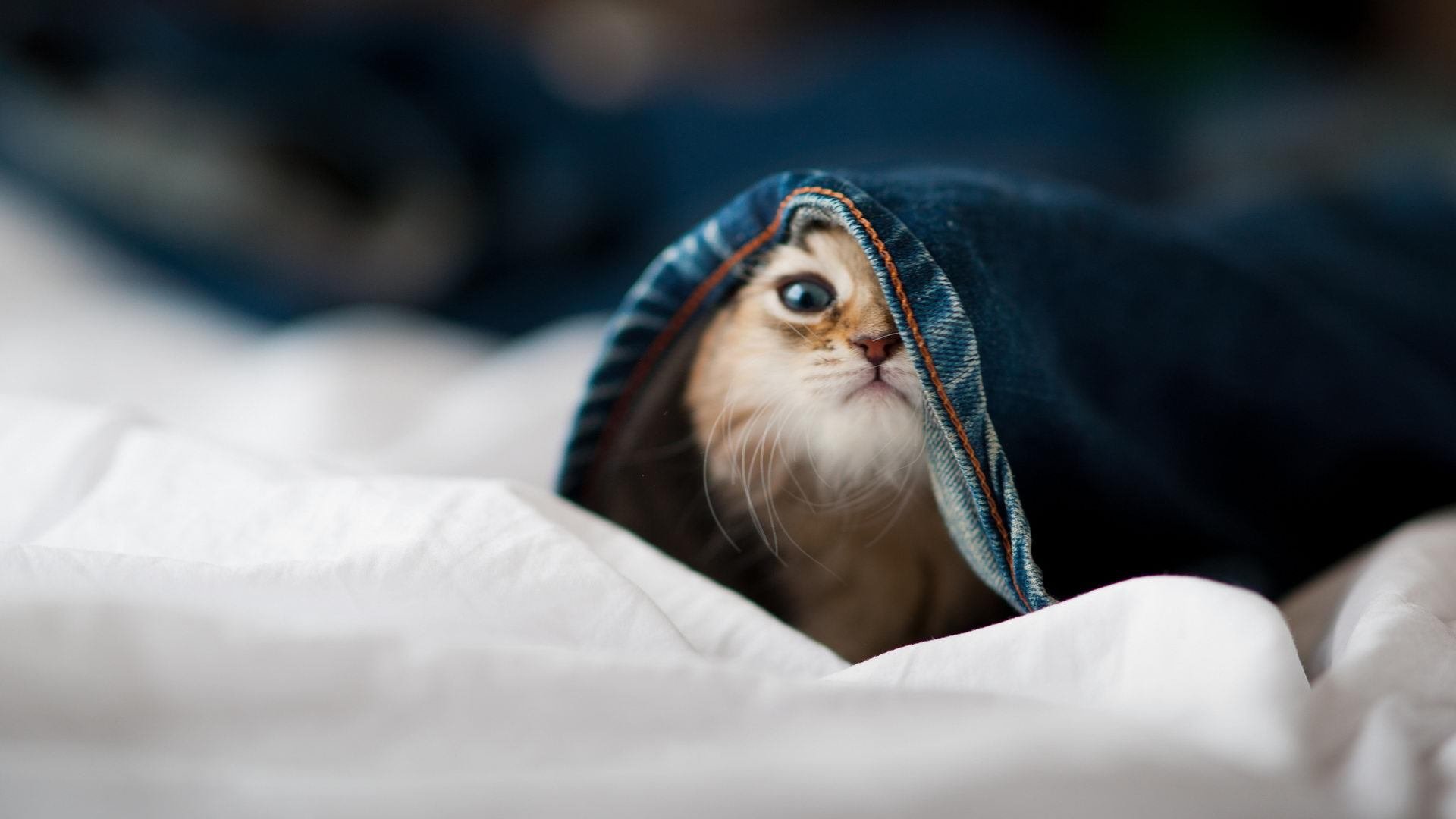 世界俱乐部杯在线观看-新媒体报道方式不断创新短视频内容引发广泛讨论，新闻媒体如何利用短视频创新新闻报道